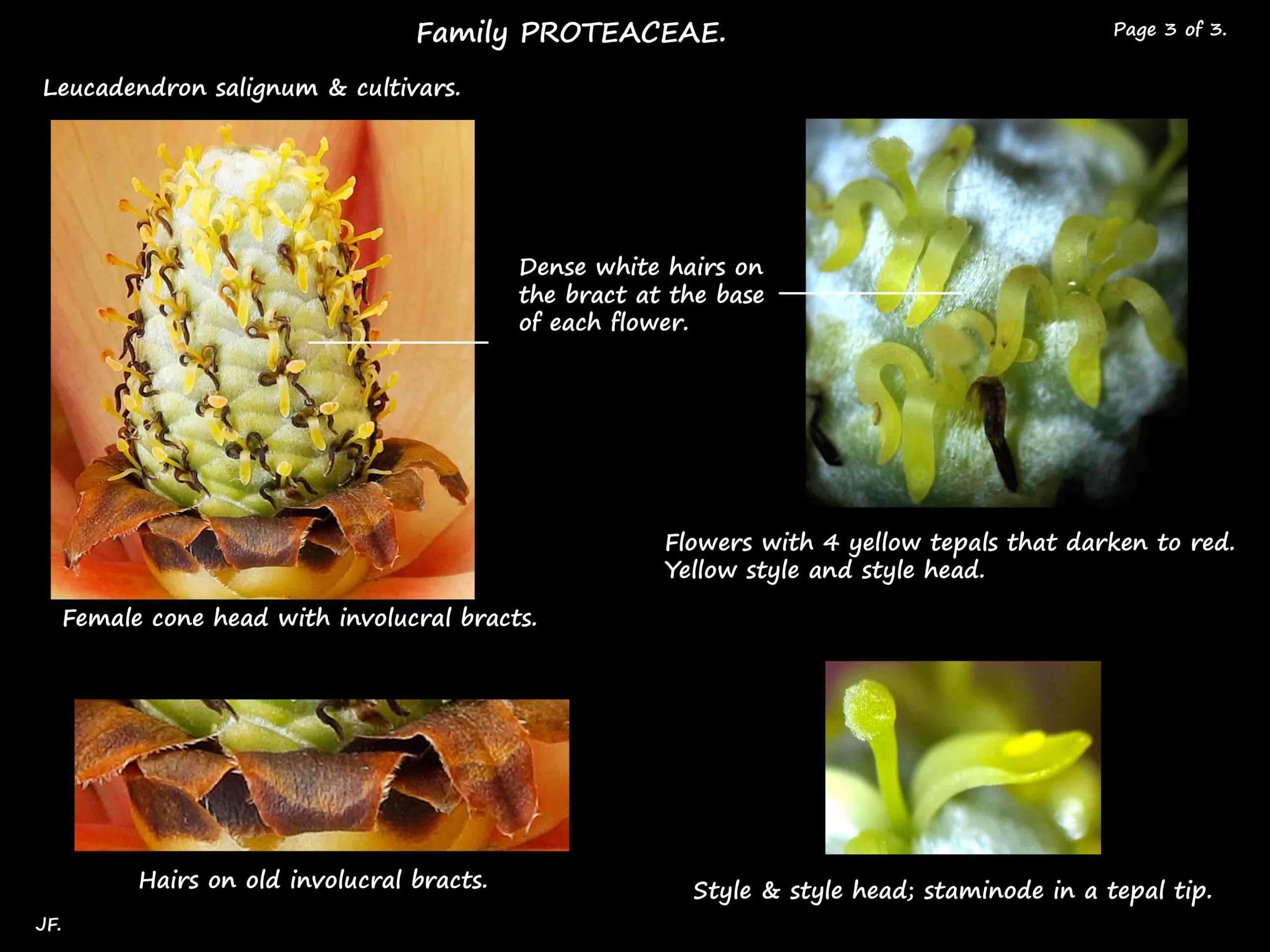 3 Female cone head of Leucadendron salignum